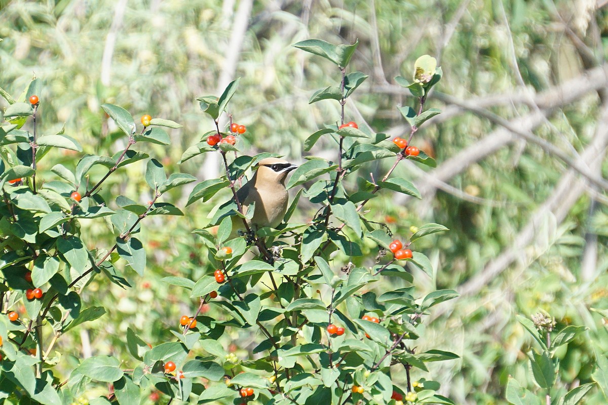 Cedar Waxwing - ML637929933