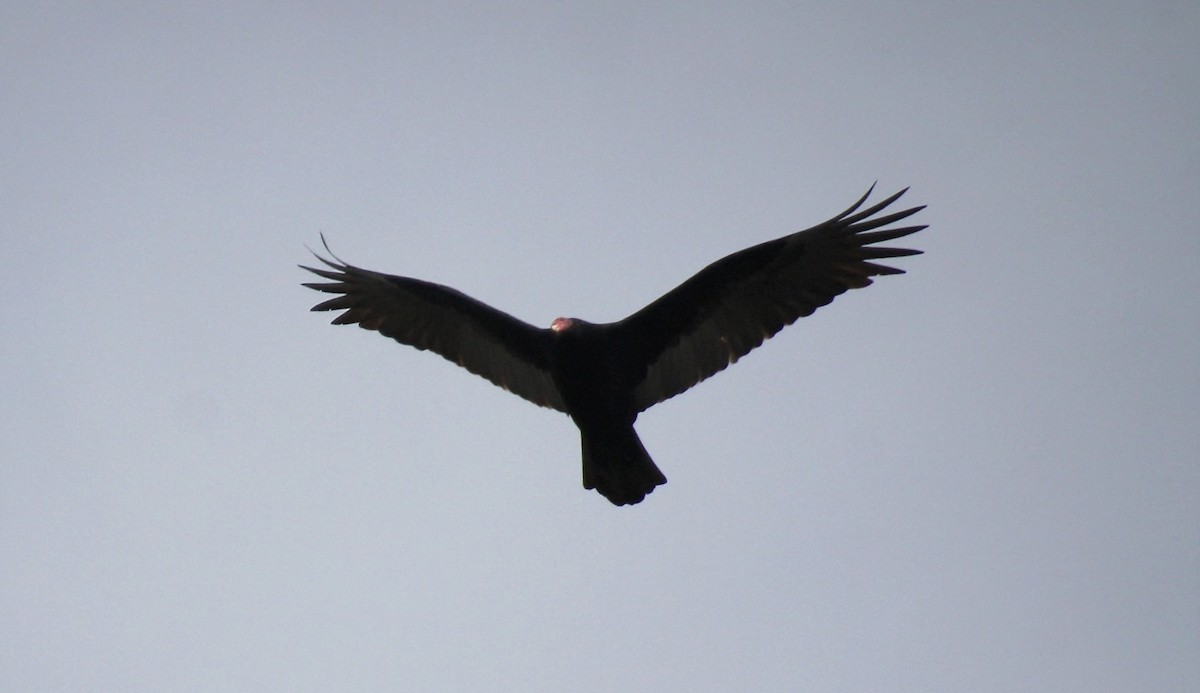 Turkey Vulture - ML637929935