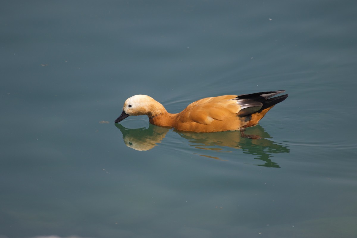 Хондон ангир - ML637929974