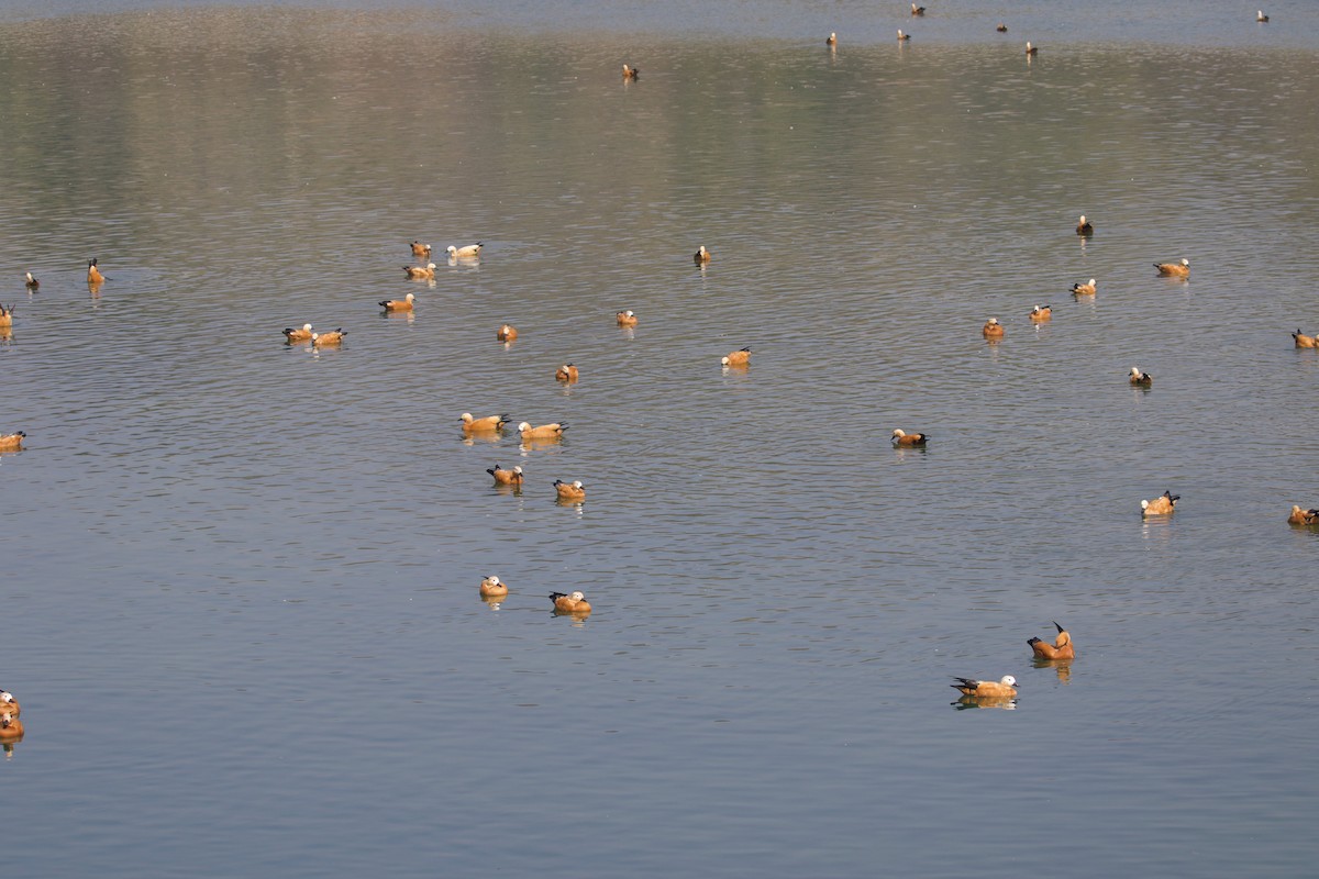 Хондон ангир - ML637929975