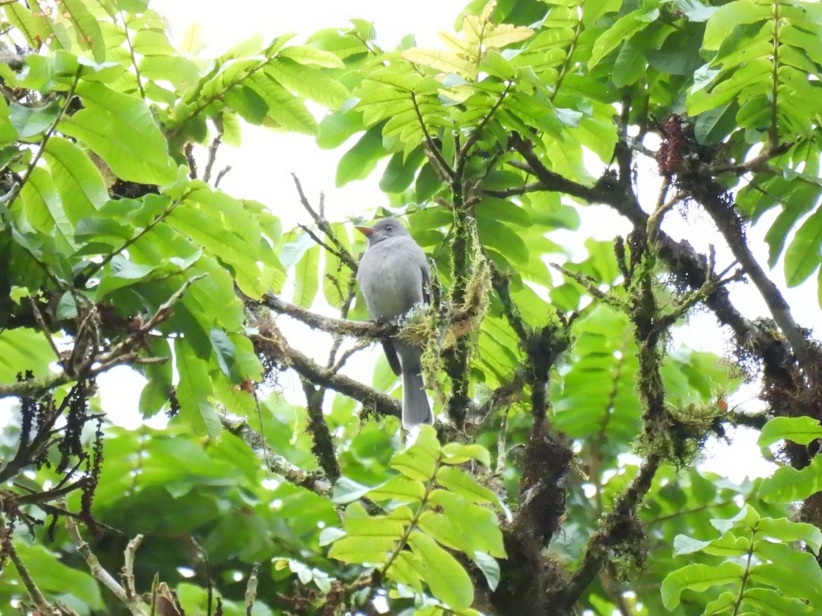 Dark Pewee - ML637929979