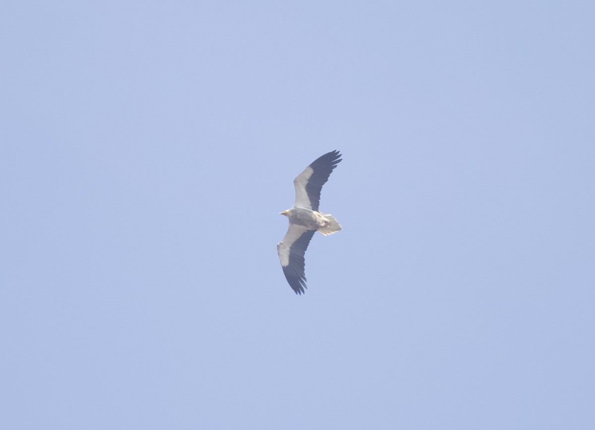 Дэлт ёл - ML637929986