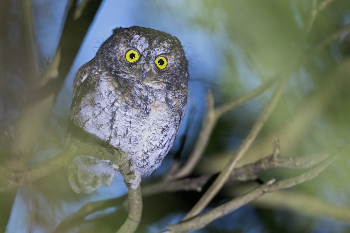 Mindanao Scops-Owl - ML637929991