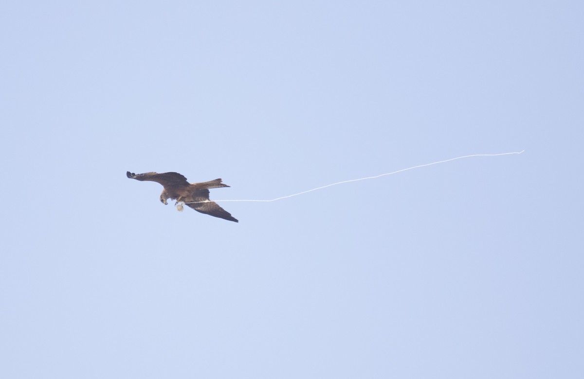 Black Kite - ML637929996