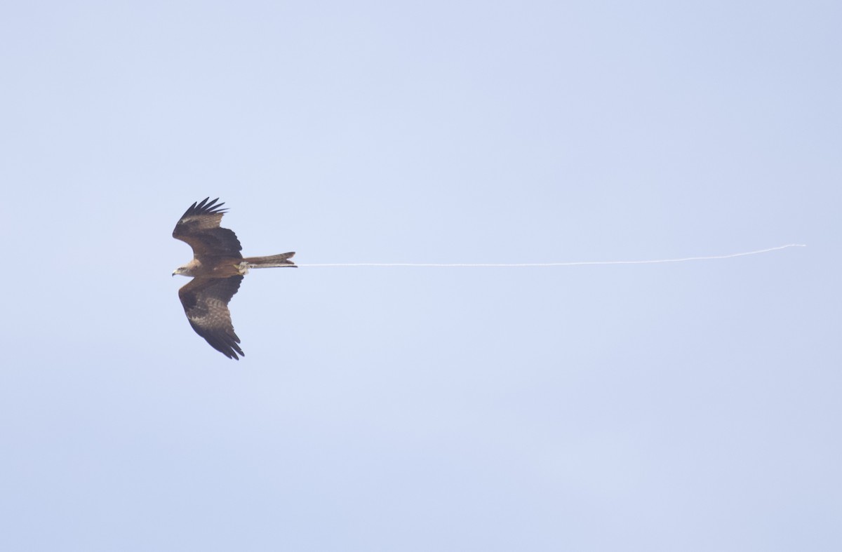 Black Kite - ML637929997