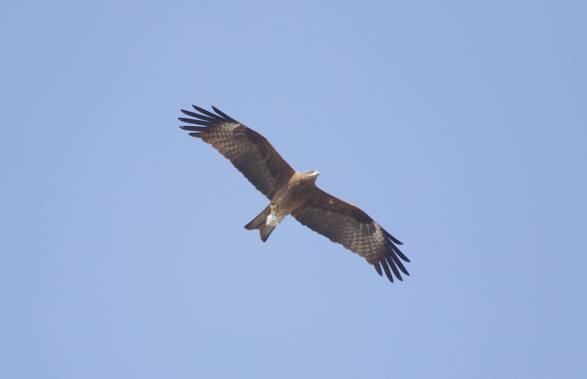 Black Kite - ML637929998