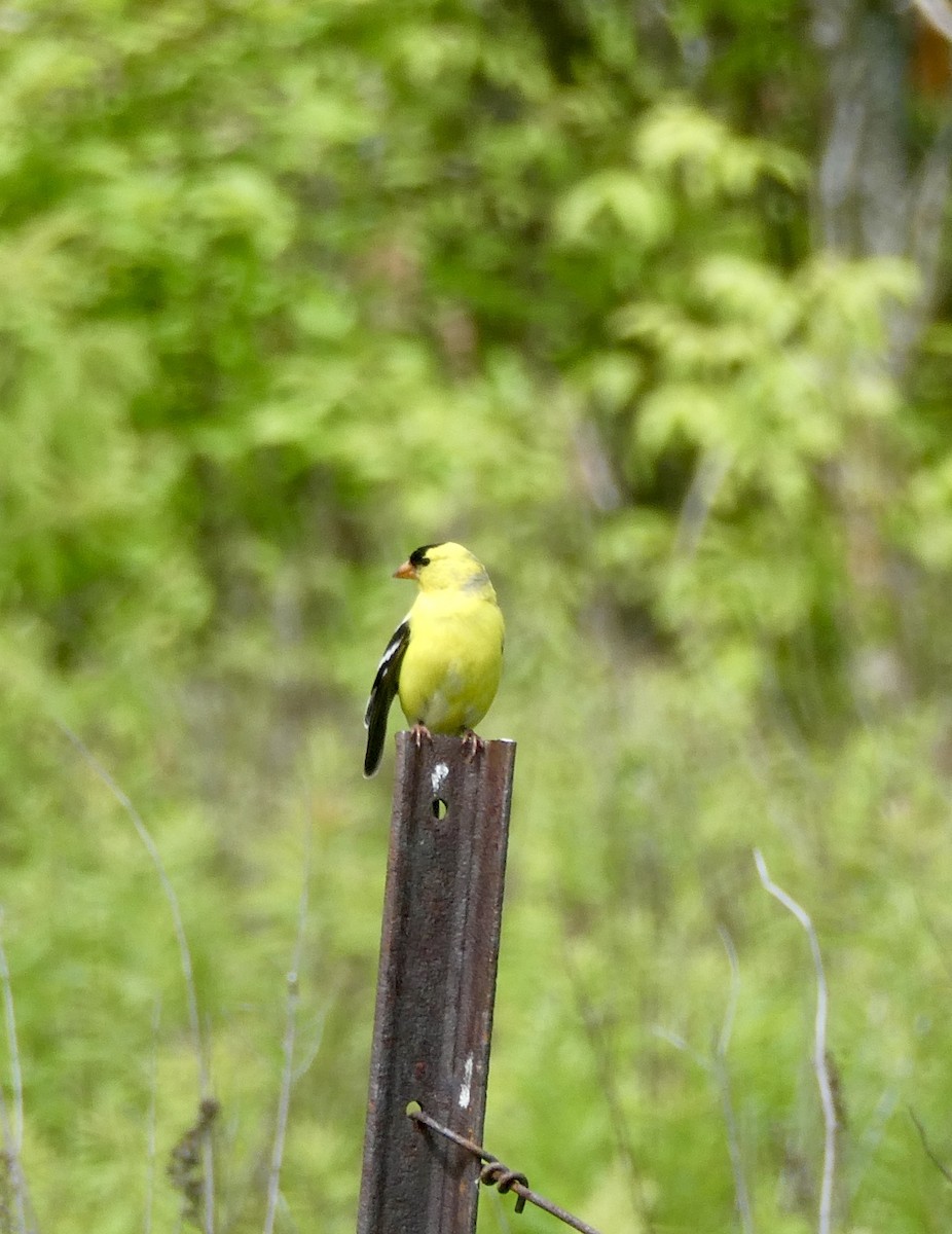 Chardonneret jaune - ML637930027