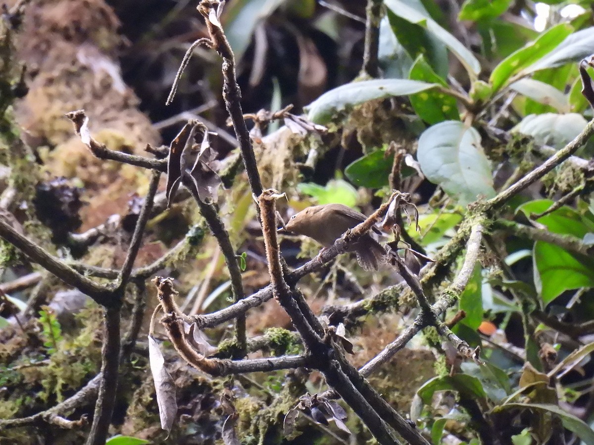 Ochraceous Wren - ML637930064