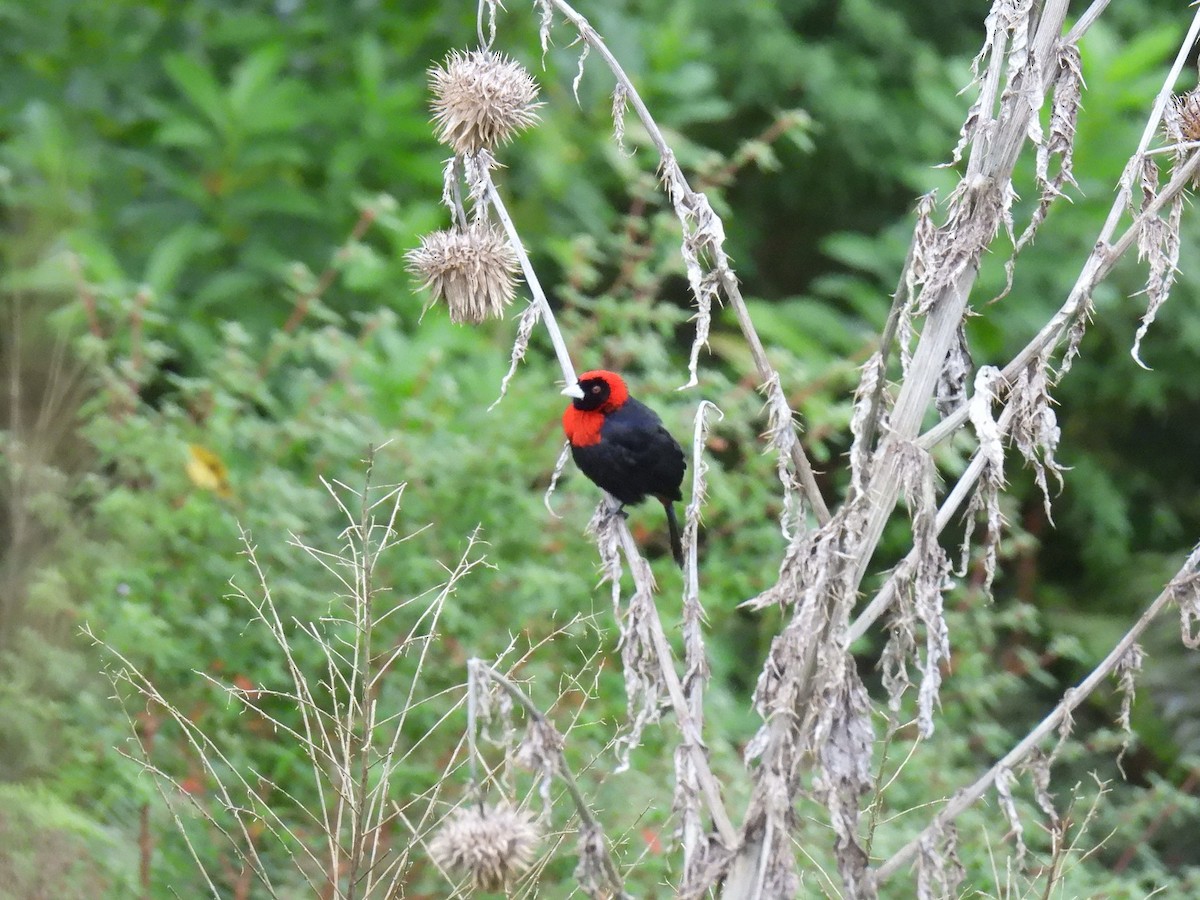 Crimson-collared Tanager - ML637930069