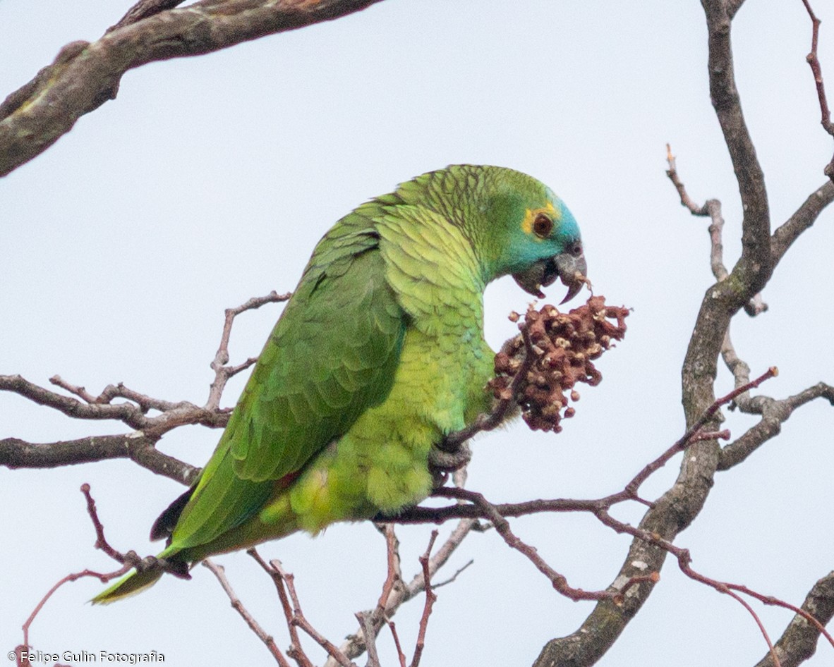 Turquoise-fronted Amazon - ML637930116