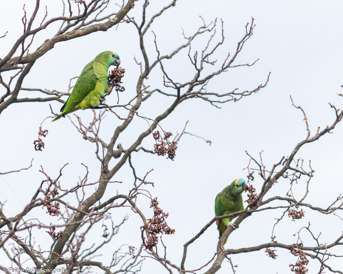 Turquoise-fronted Amazon - ML637930118