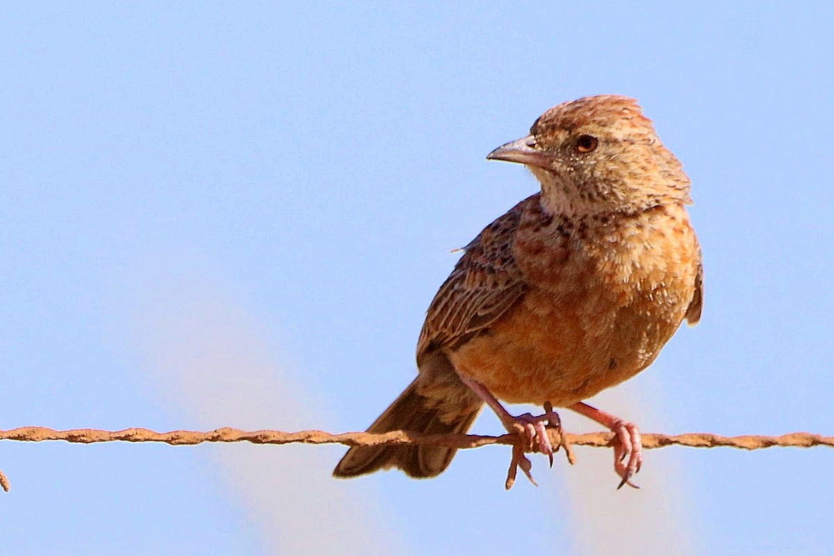 Cape Clapper Lark - ML637930122