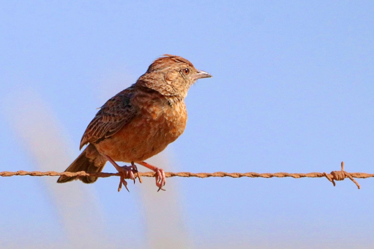 Cape Clapper Lark - ML637930147