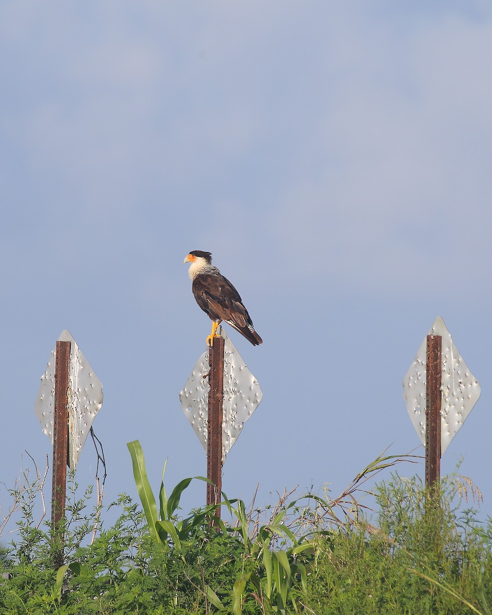 Crested Caracara (Northern) - ML637930160