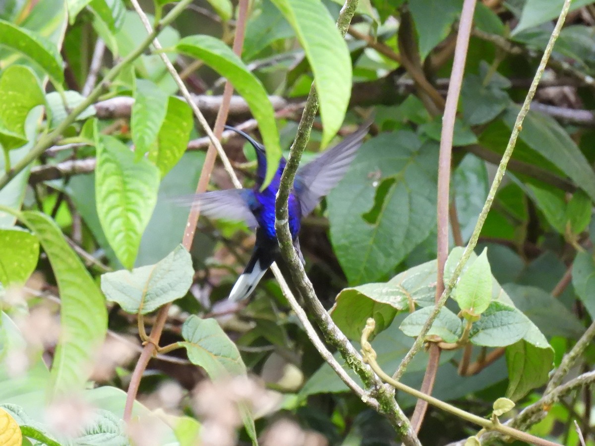 Violet Sabrewing - ML637930172
