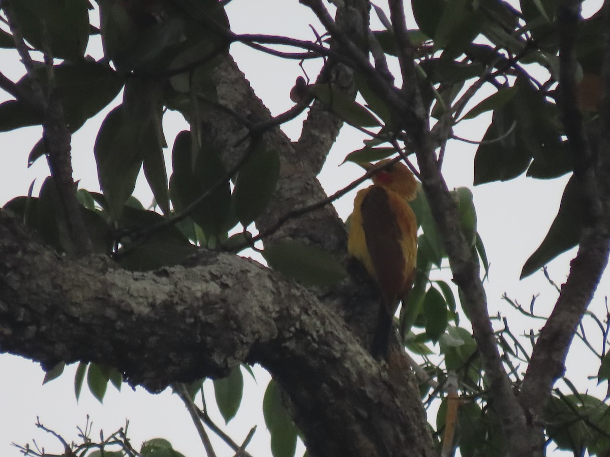 Cream-colored Woodpecker - ML637930221