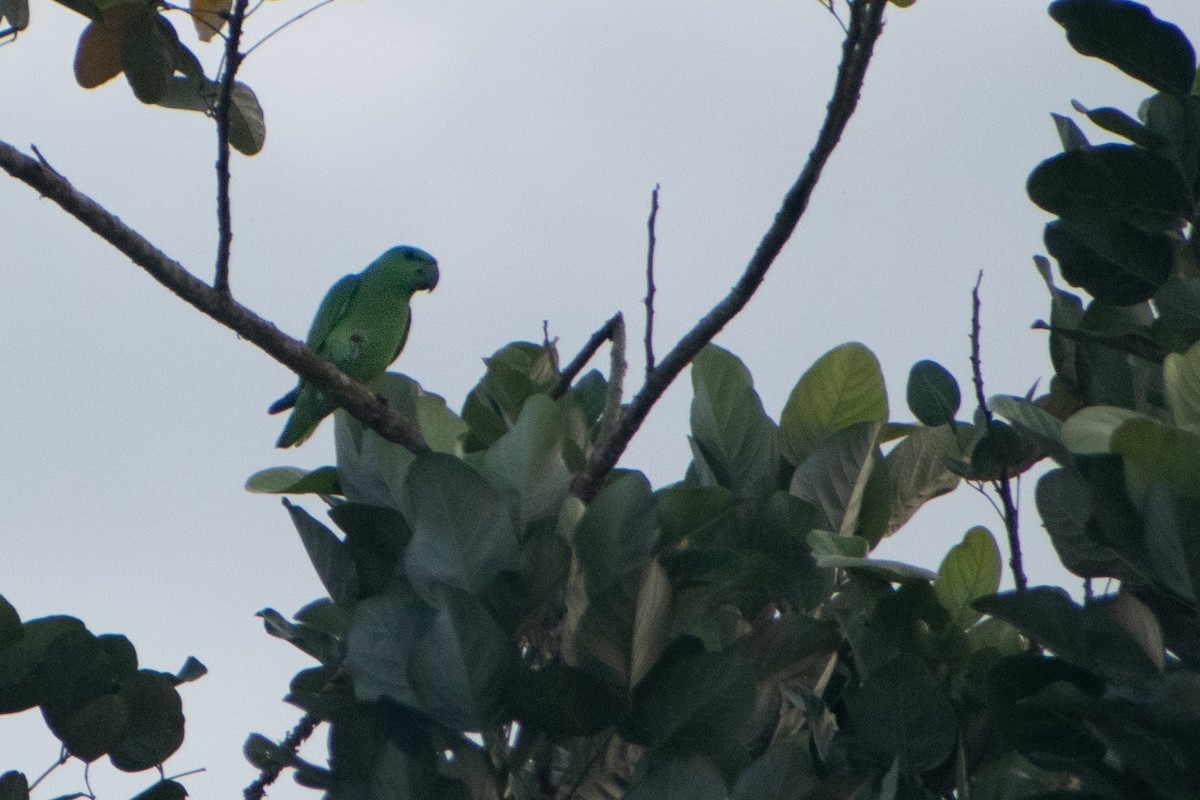 Short-tailed Parrot - ML637930226