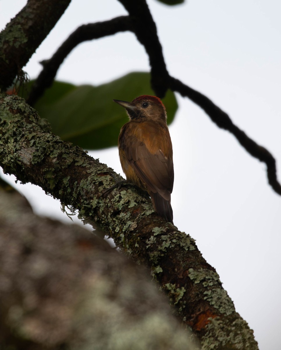 Smoky-brown Woodpecker - ML637930264