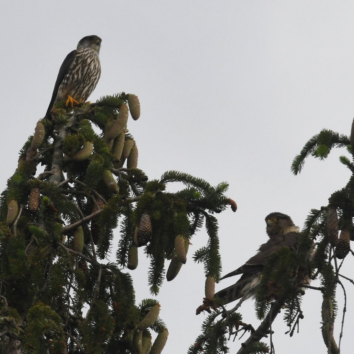 Merlin - ML637930278