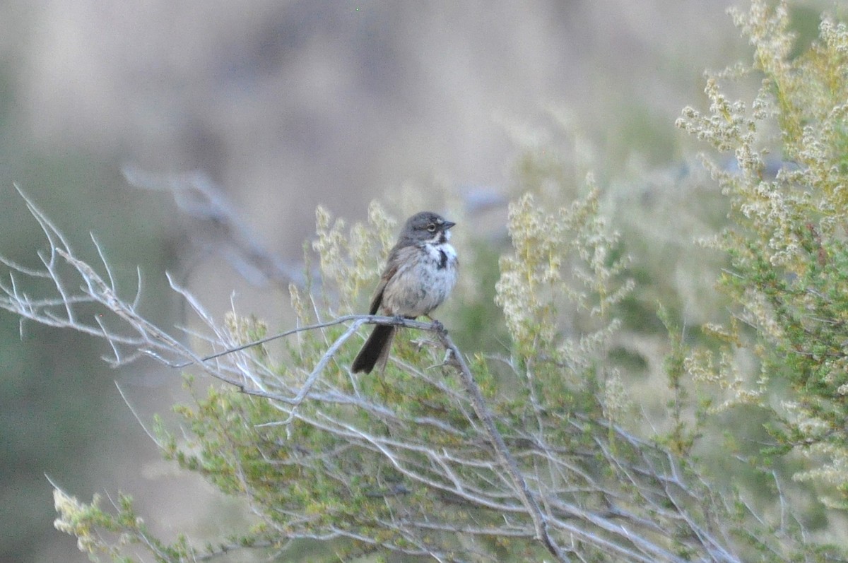 Bell's Sparrow - ML637930280