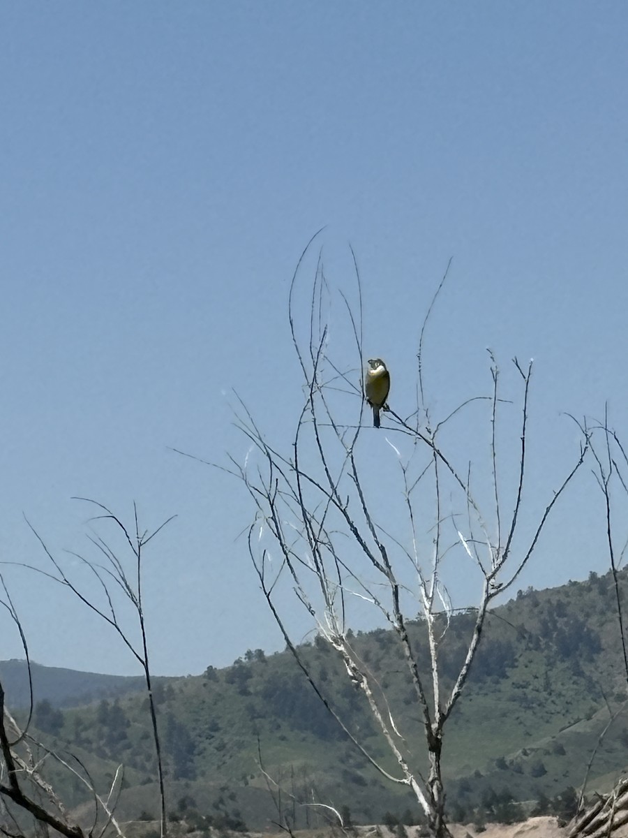 Dickcissel - ML637930354