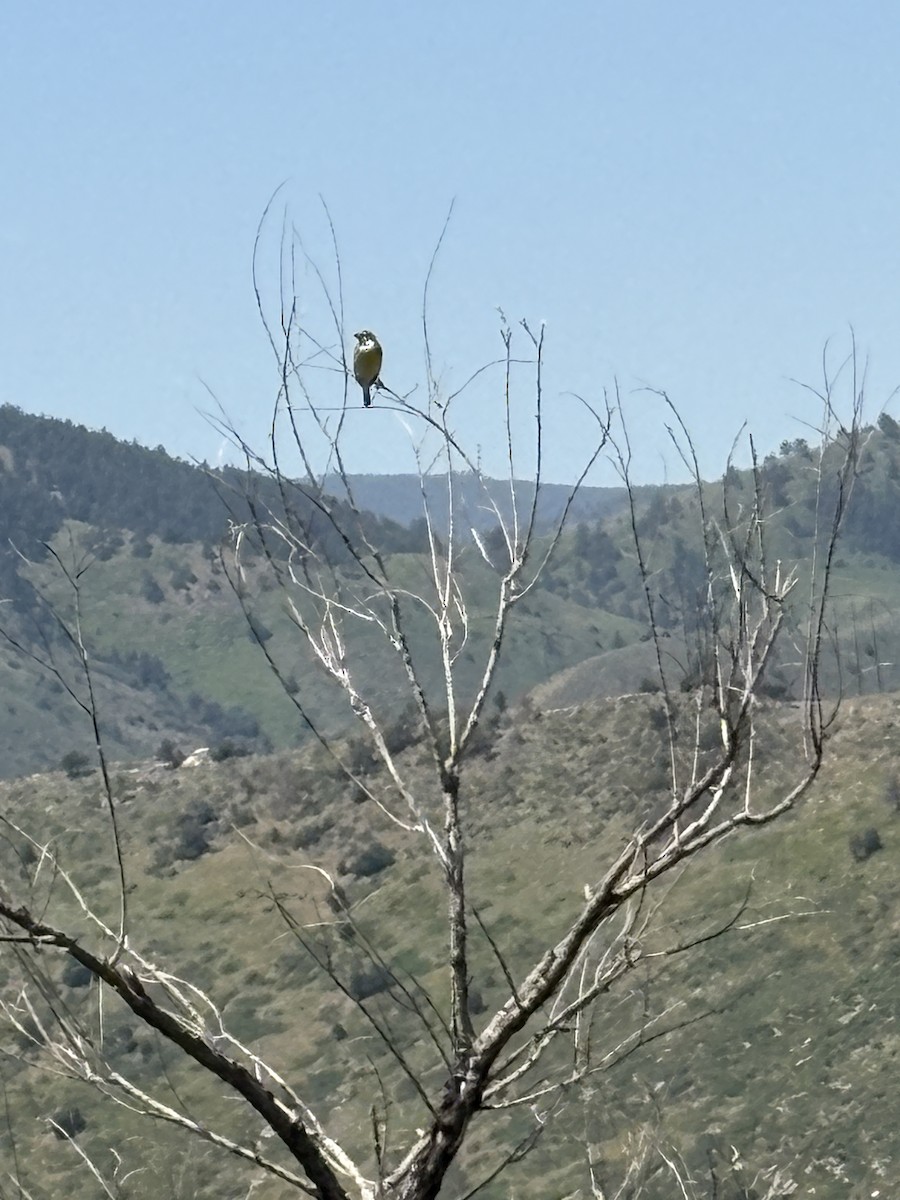 Dickcissel - ML637930355