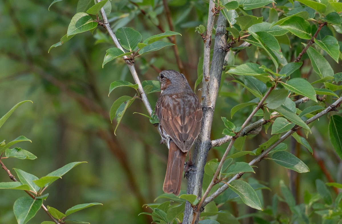 strnadec kaštanový (ssp. iliaca/zaboria) - ML637930356