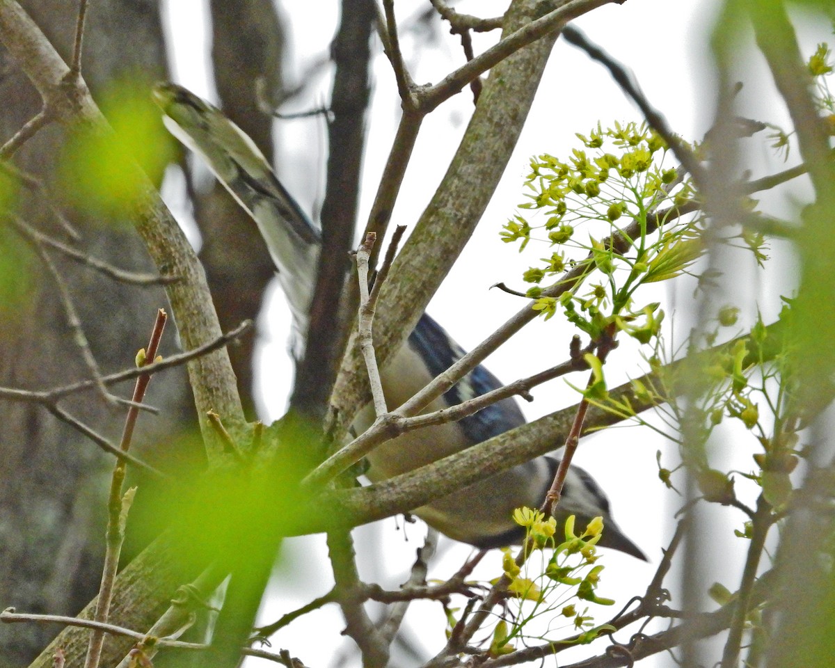 Blue Jay - ML637930361