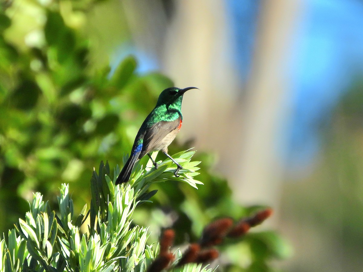Southern Double-collared Sunbird - ML637930376