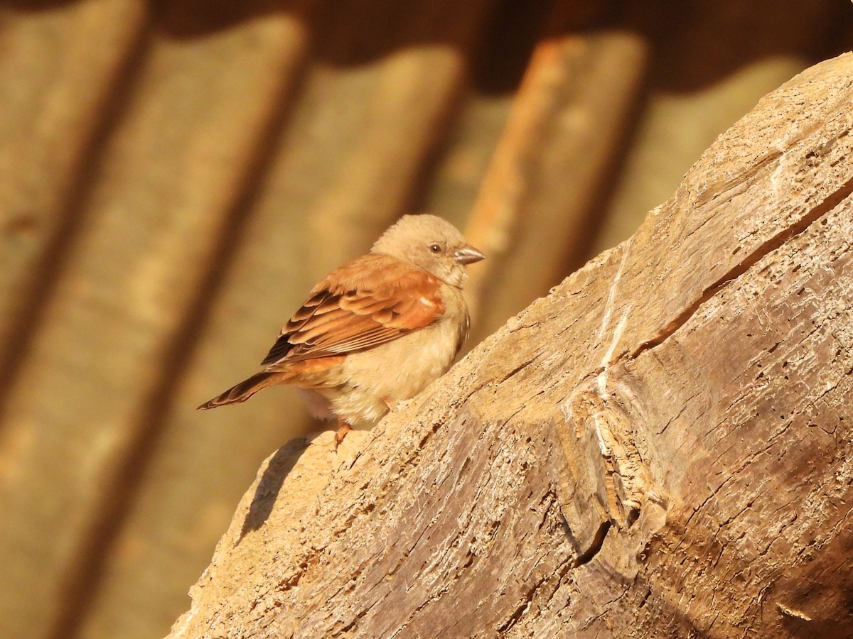 Southern Gray-headed Sparrow - ML637930403