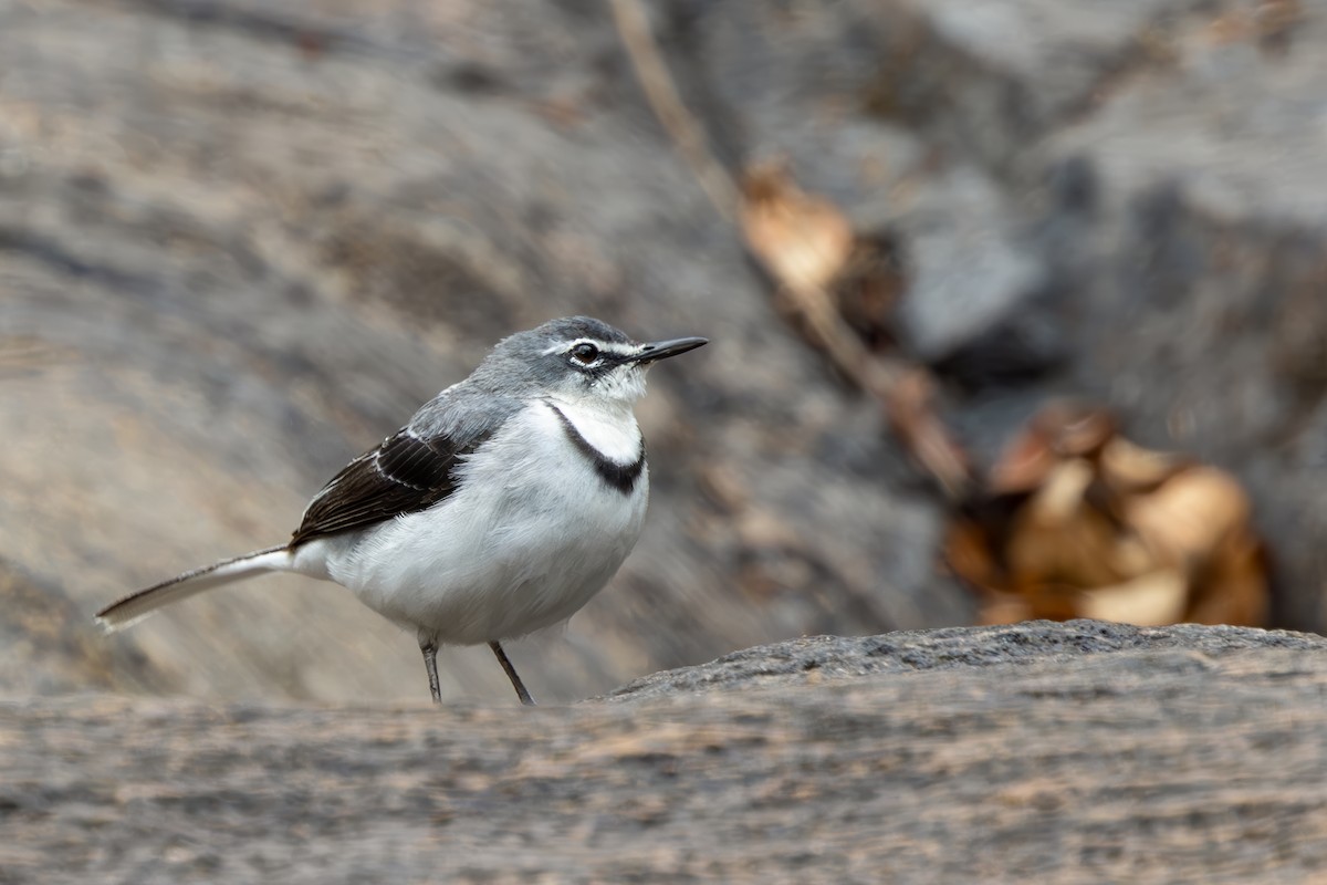Mountain Wagtail - ML637930404