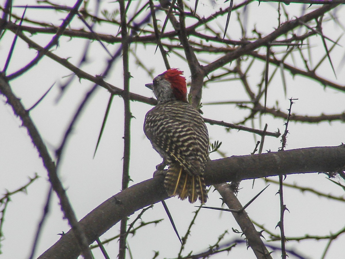 Cardinal Woodpecker - ML637930441