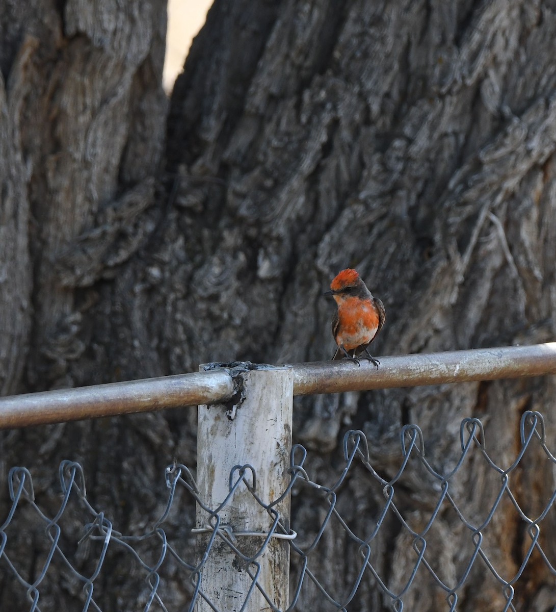 Vermilion Flycatcher - ML637930530