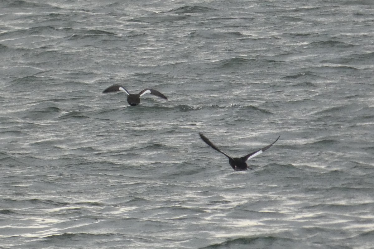 White-winged Scoter - ML637930540