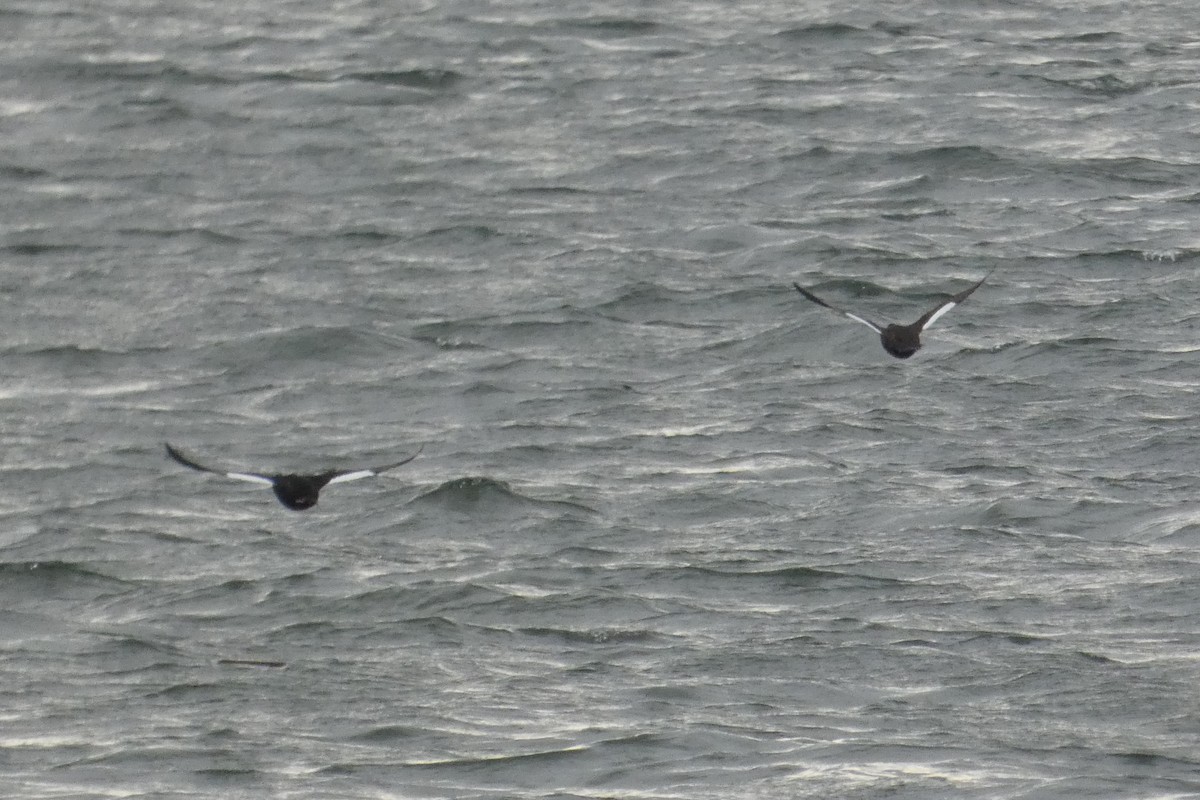 White-winged Scoter - ML637930541