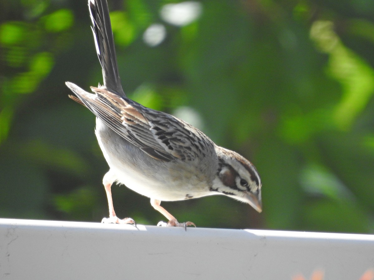 Lark Sparrow - ML637930569