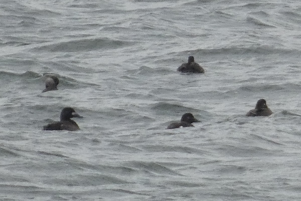 White-winged Scoter - ML637930595