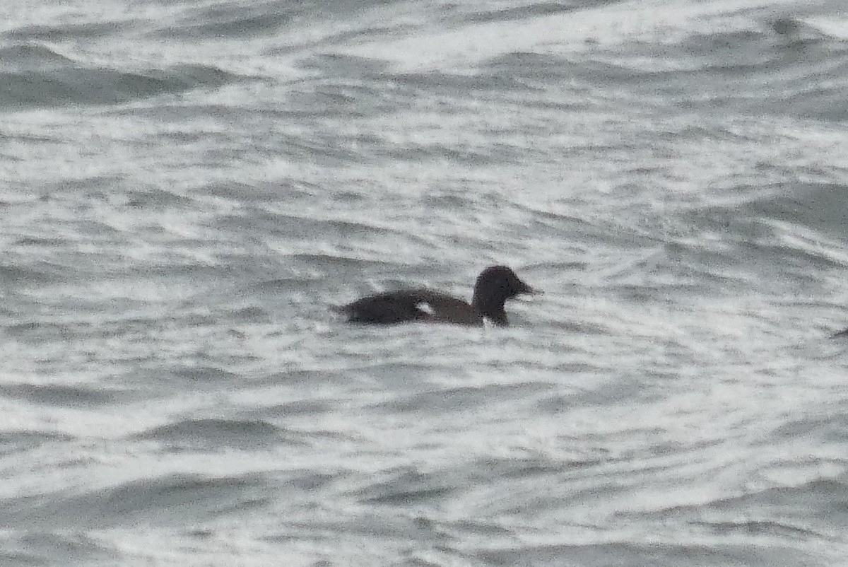 White-winged Scoter - ML637930596