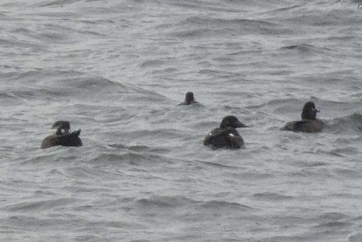 White-winged Scoter - ML637930598