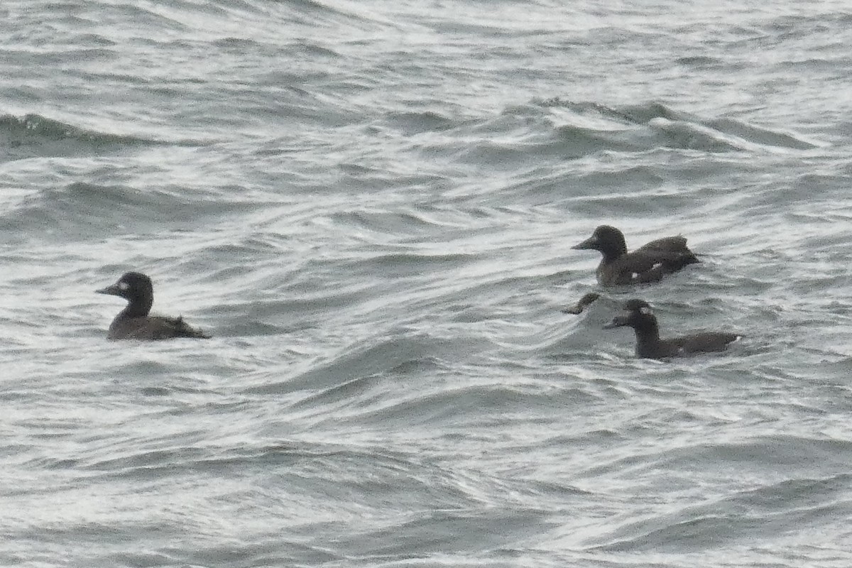 White-winged Scoter - ML637930599
