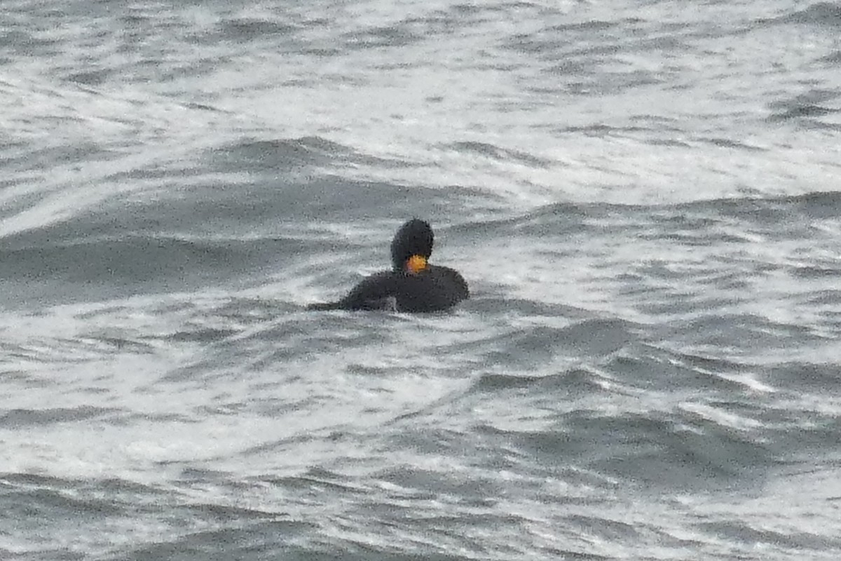 Black Scoter - ML637930603