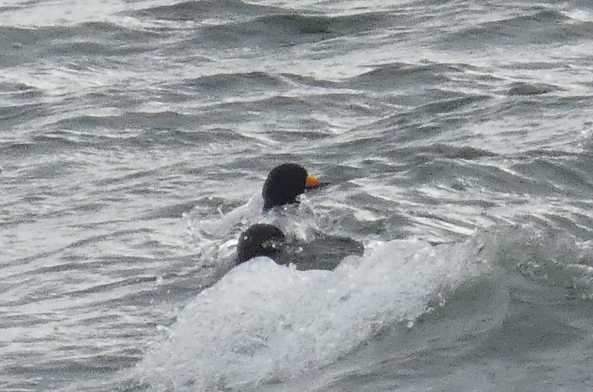 Black Scoter - ML637930604