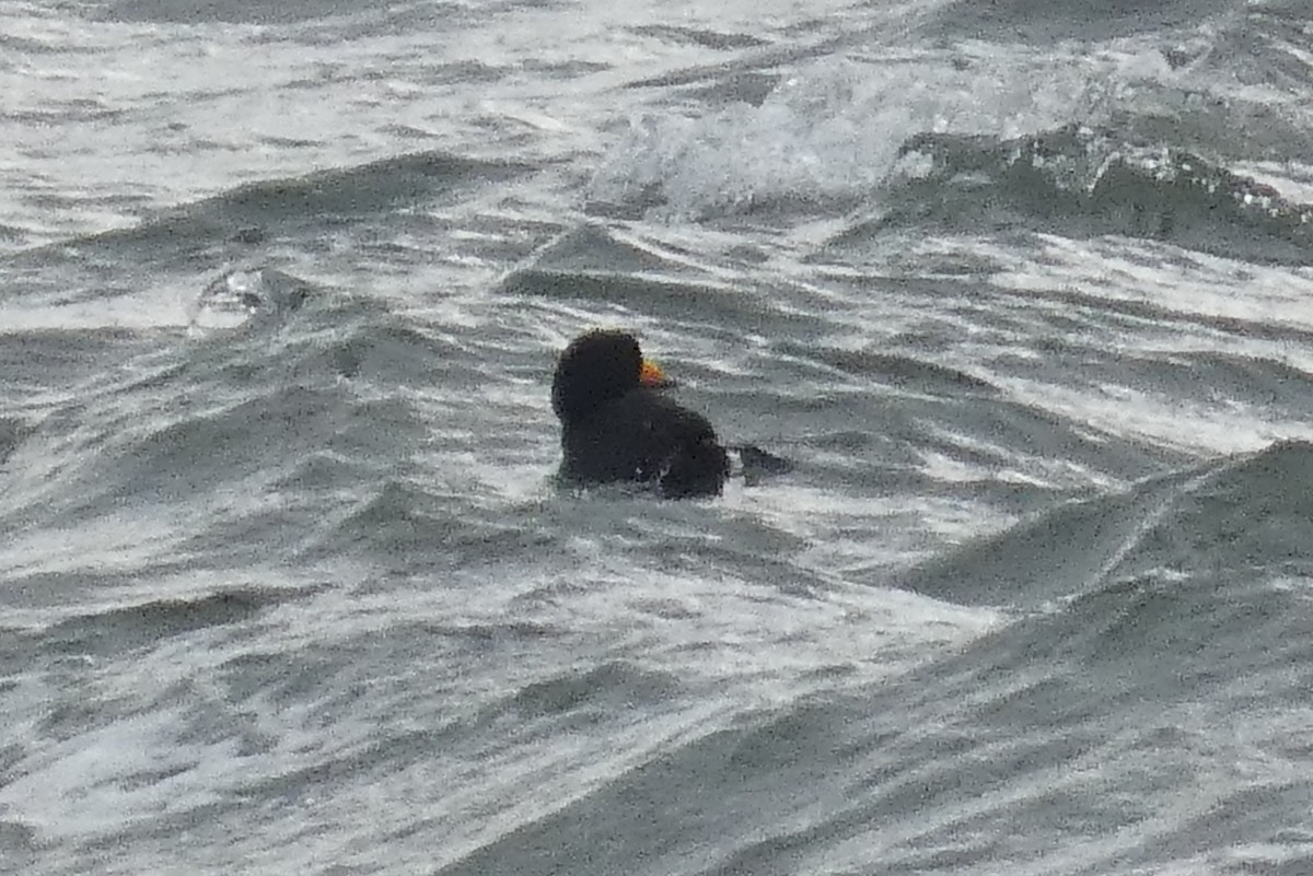 Black Scoter - ML637930605