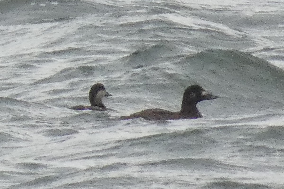 Black Scoter - ML637930614