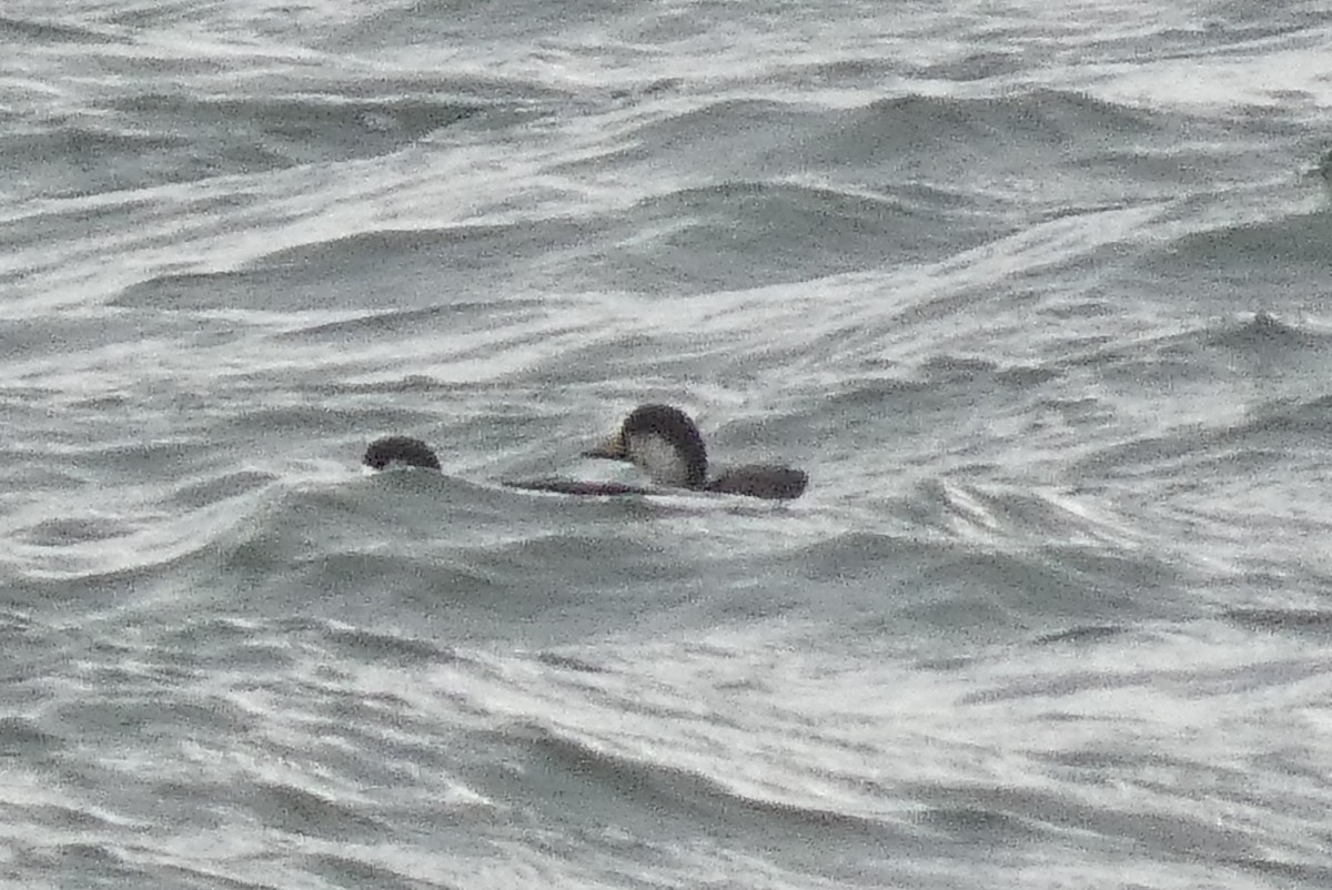 Black Scoter - ML637930615