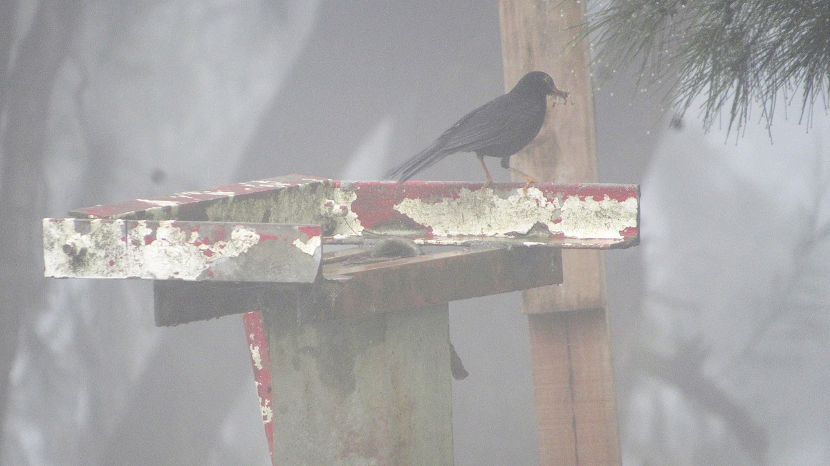 Glossy-black Thrush - ML637930624