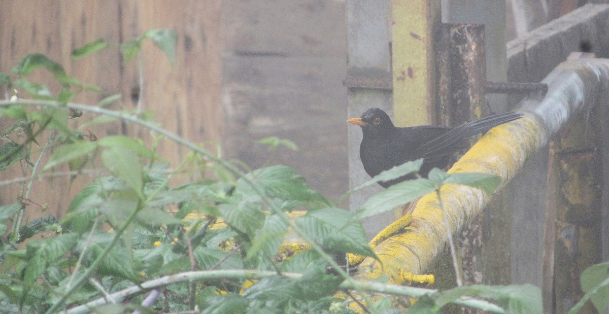 Glossy-black Thrush - ML637930625