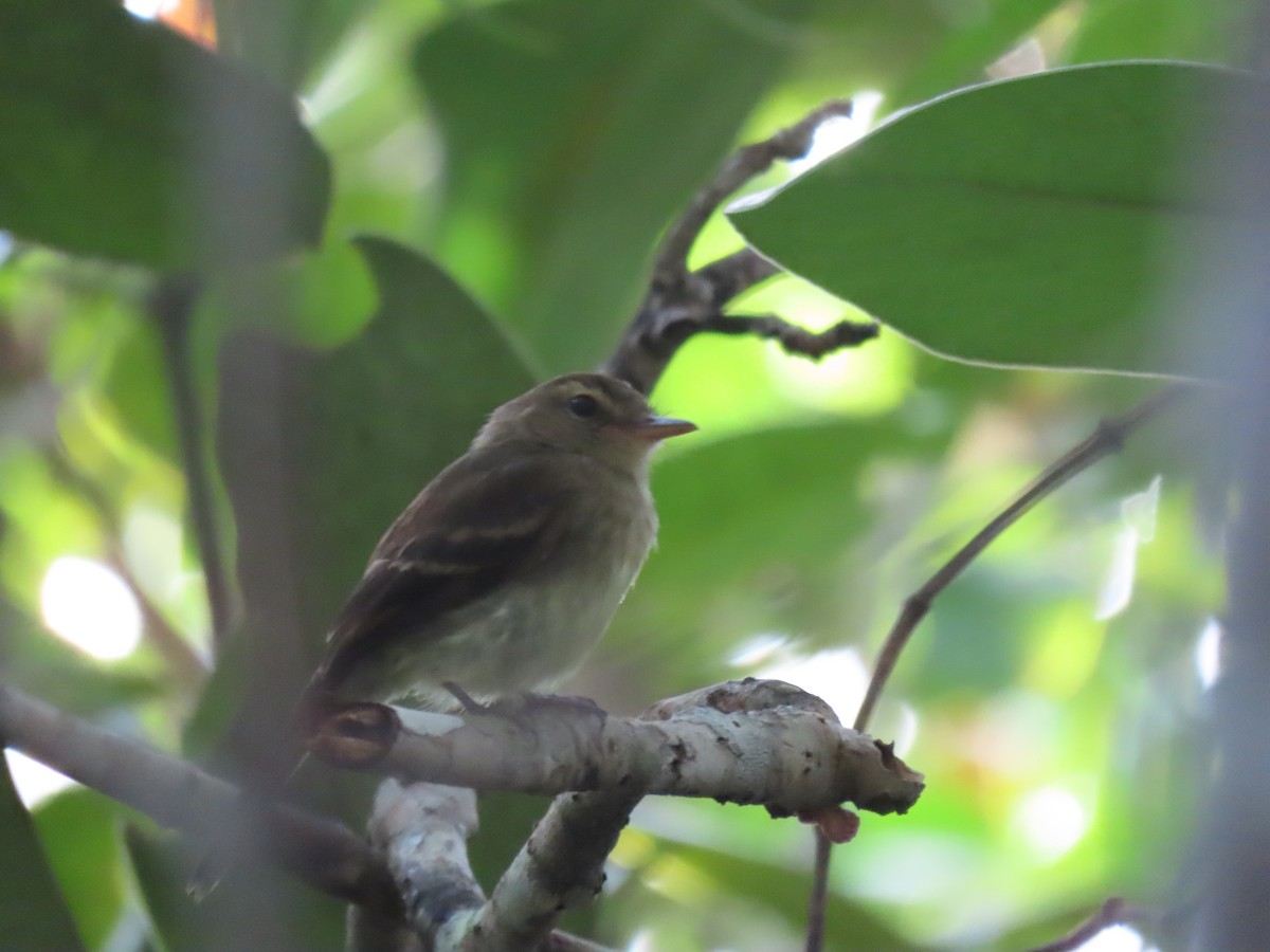 Fuscous Flycatcher - ML637930650