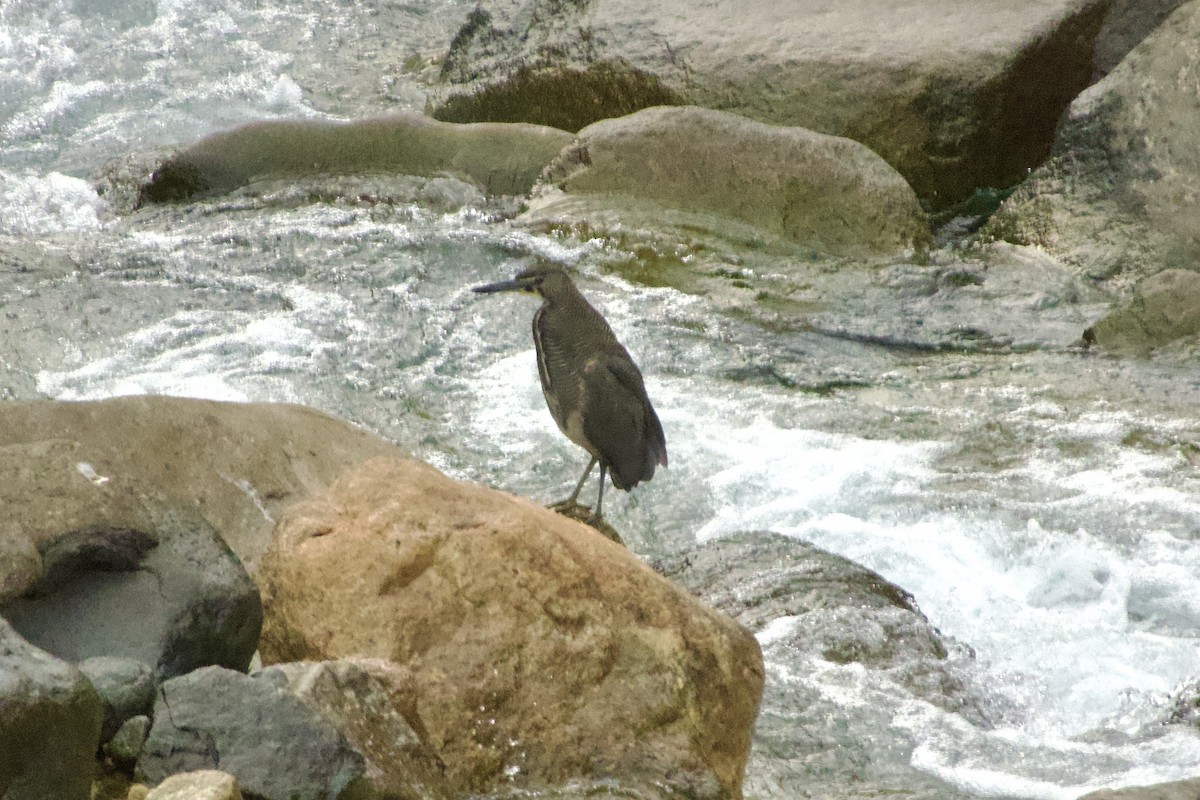 Fasciated Tiger-Heron - ML637930758