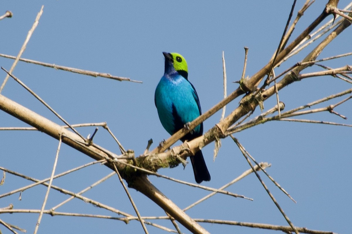Paradise Tanager - ML637930831